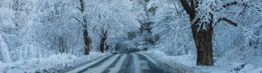 Route enneigée bordée d'arbres couverts de neige, créant un paysage hivernal serein.